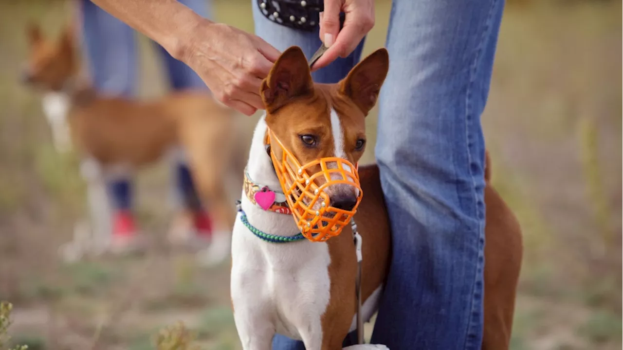 Ottawa sees increase in reports of dog bites and attacks