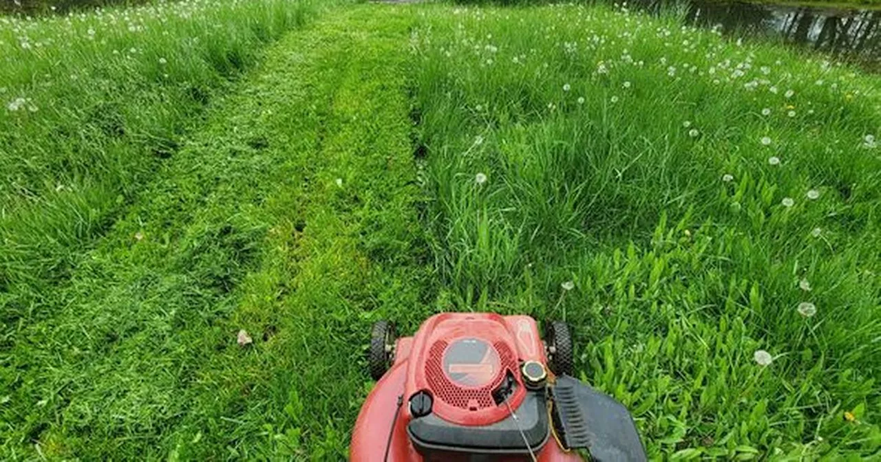 Common garden mistake will 'turn your lawn blue', according to grass expert