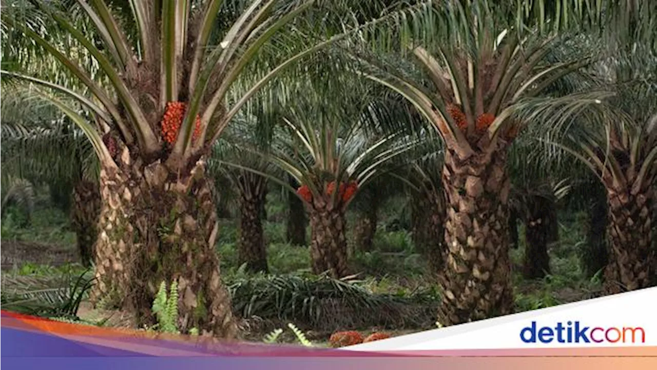 Musim Mas Luncurkan Empat Varietas Bibit Sawit GS untuk Tingkatkan Produktivitas