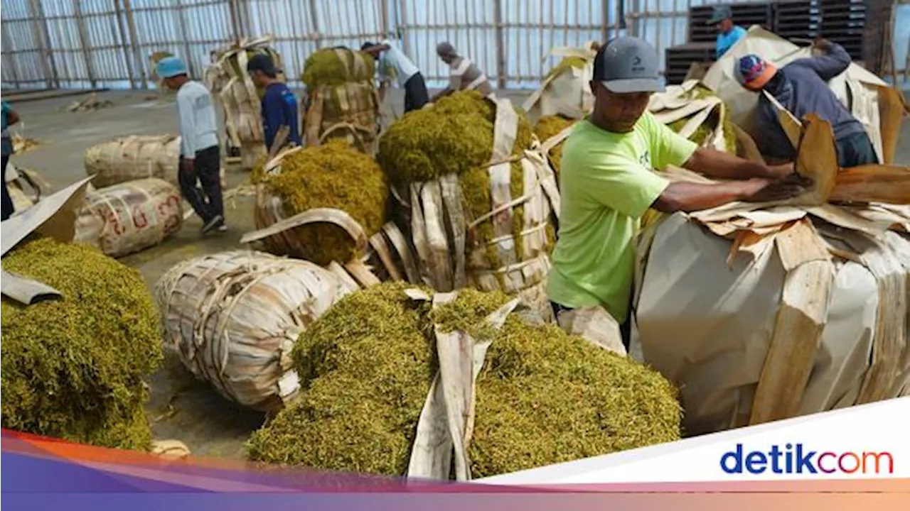 Petani Tembakau & Cengkeh Tolak Aturan Rokok PP 28, Bisa Gerus Pendapatan