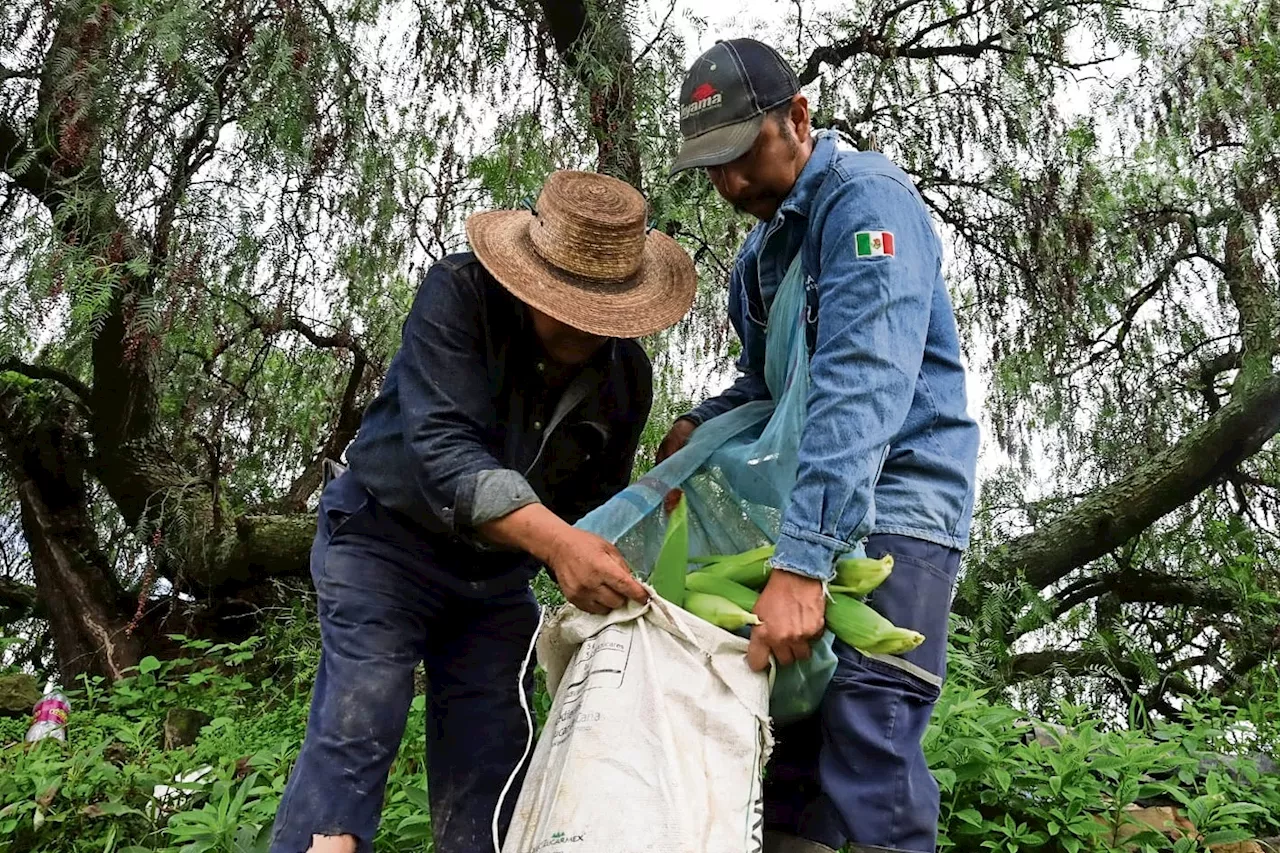 Productores de elotes prevén ganancias de 30 mil pesos