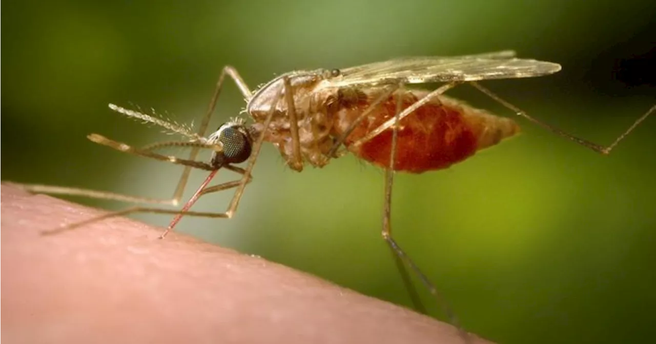 Ottawa resident dies from rare and deadly mosquito-borne virus