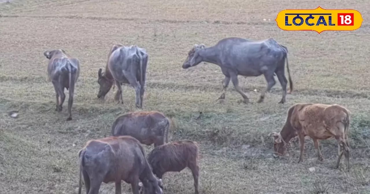 सिर्फ ₹156 में कराएं पशुओं का बीमा, प्रीमियम पर मिल रही 90 तक सब्सिडी, ऐसे उठाएं लाभ