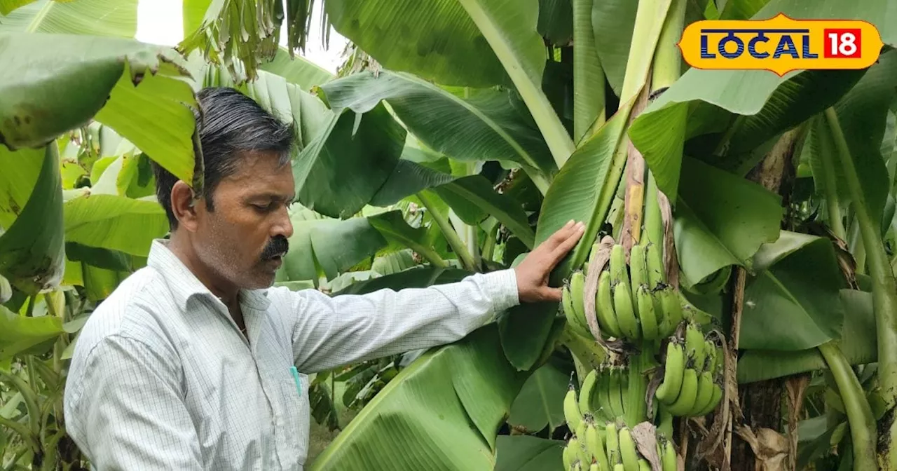 Banana Farming : केले की खेती से चमक जाएगी किसानों की किस्मत, इस तरीके से चंद दिनों में हो जाएंगे मालामाल