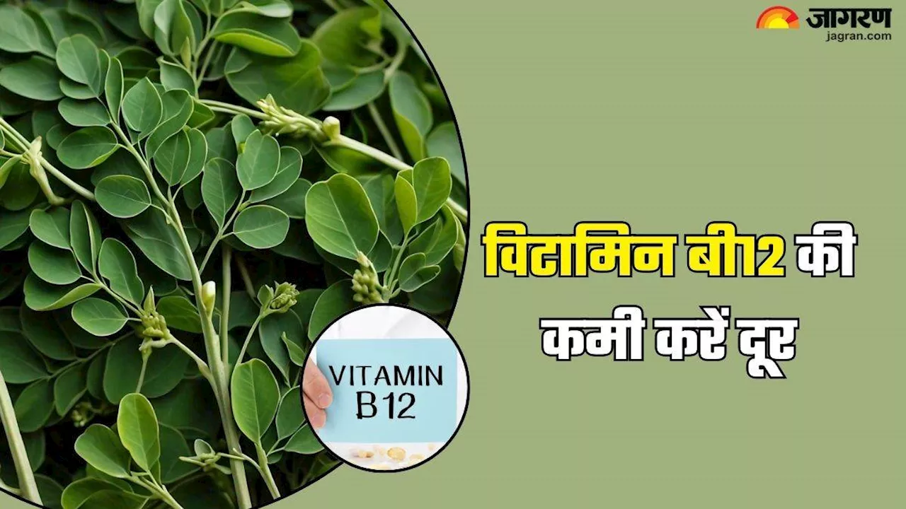 Moringa Leaves Benefits: Vitamin B12 की कमी को तुरंत दूर करेंगी ये हरी पत्तियां, बस इन तरीकों से करें इस्तेमाल