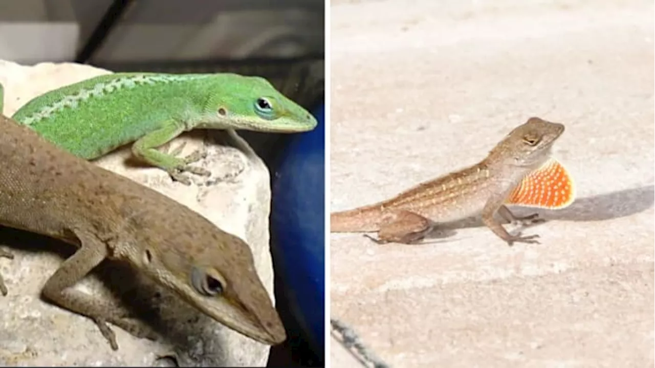 What is up with all the brown lizards in Houston? The difference between the Green Anole and Brown Anole