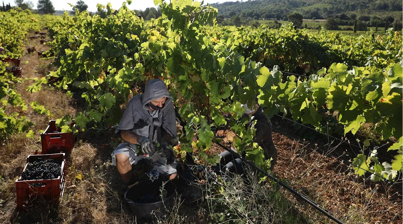 Deux sessions pour découvrir les vendanges au Villa Minna Vineyard