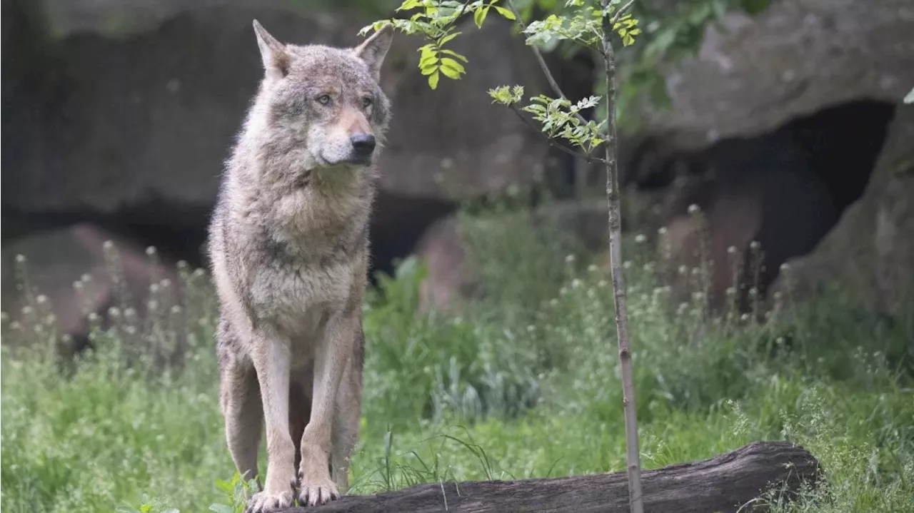 Une équipe de chasseurs autorisée à tuer un loup « au comportement déviant » dans les Ardennes