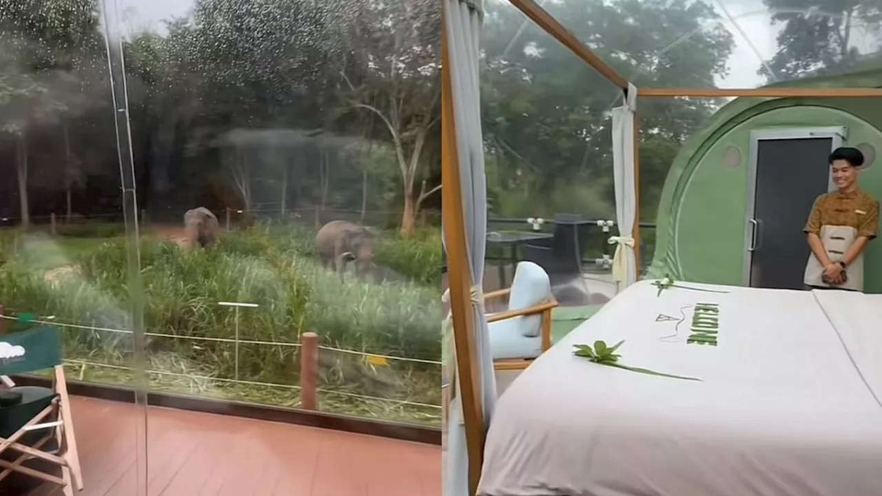 Penginapan Resor Unik di Chiang Rai Thailand, Turis Bisa Liat Pemandangan Gajah Depan Kamar