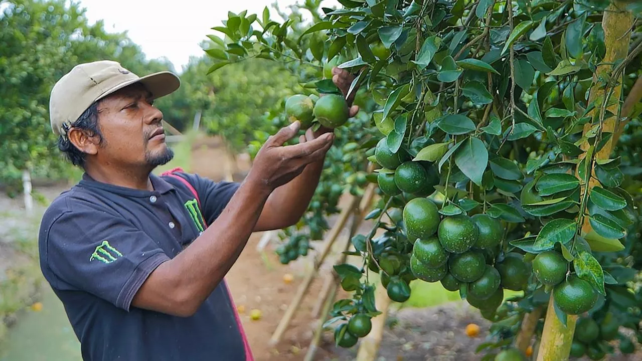 Program 'Klasterku Hidupku' BRI Dukung Para Petani Jeruk Semboro Terapkan Pertanian Berkelanjutan