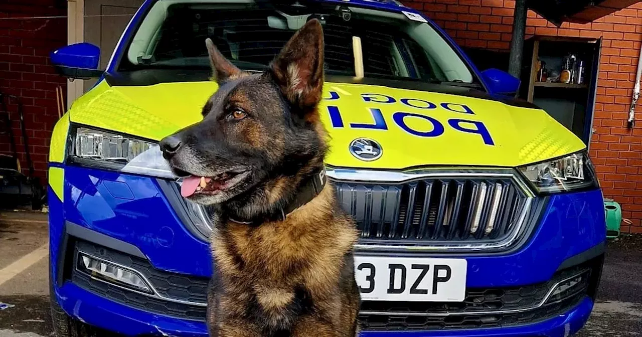 Police dog catches man hiding in bushes on M61 after fleeing crash