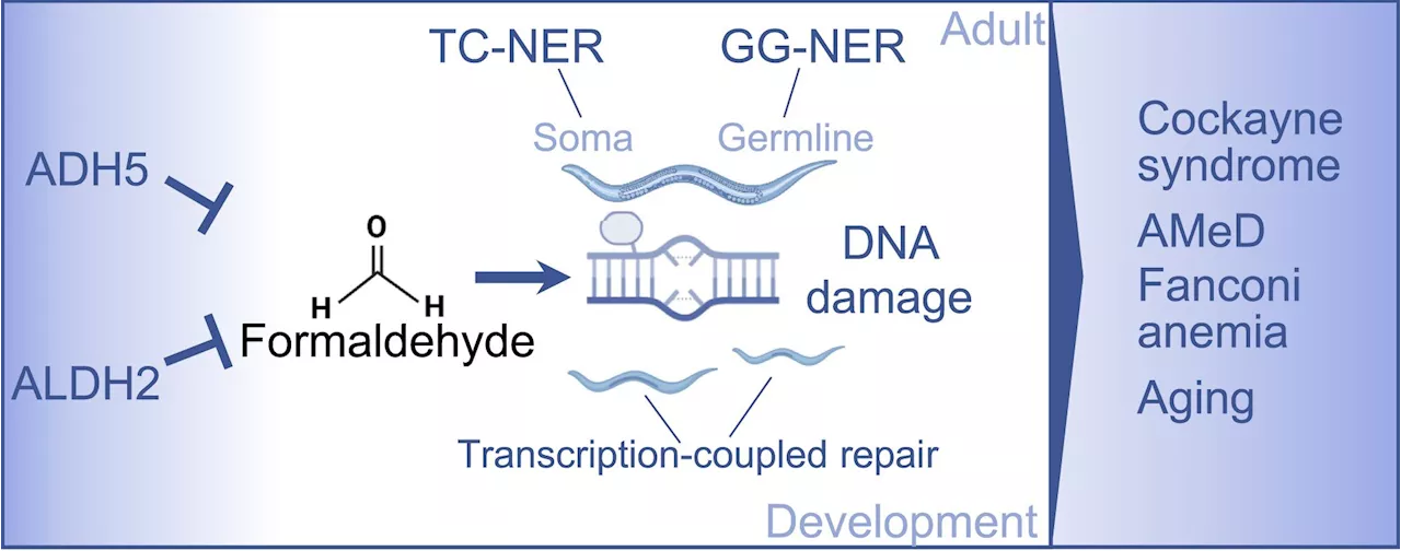 Researchers uncover how cells deal with formaldehyde toxicity during growth and aging