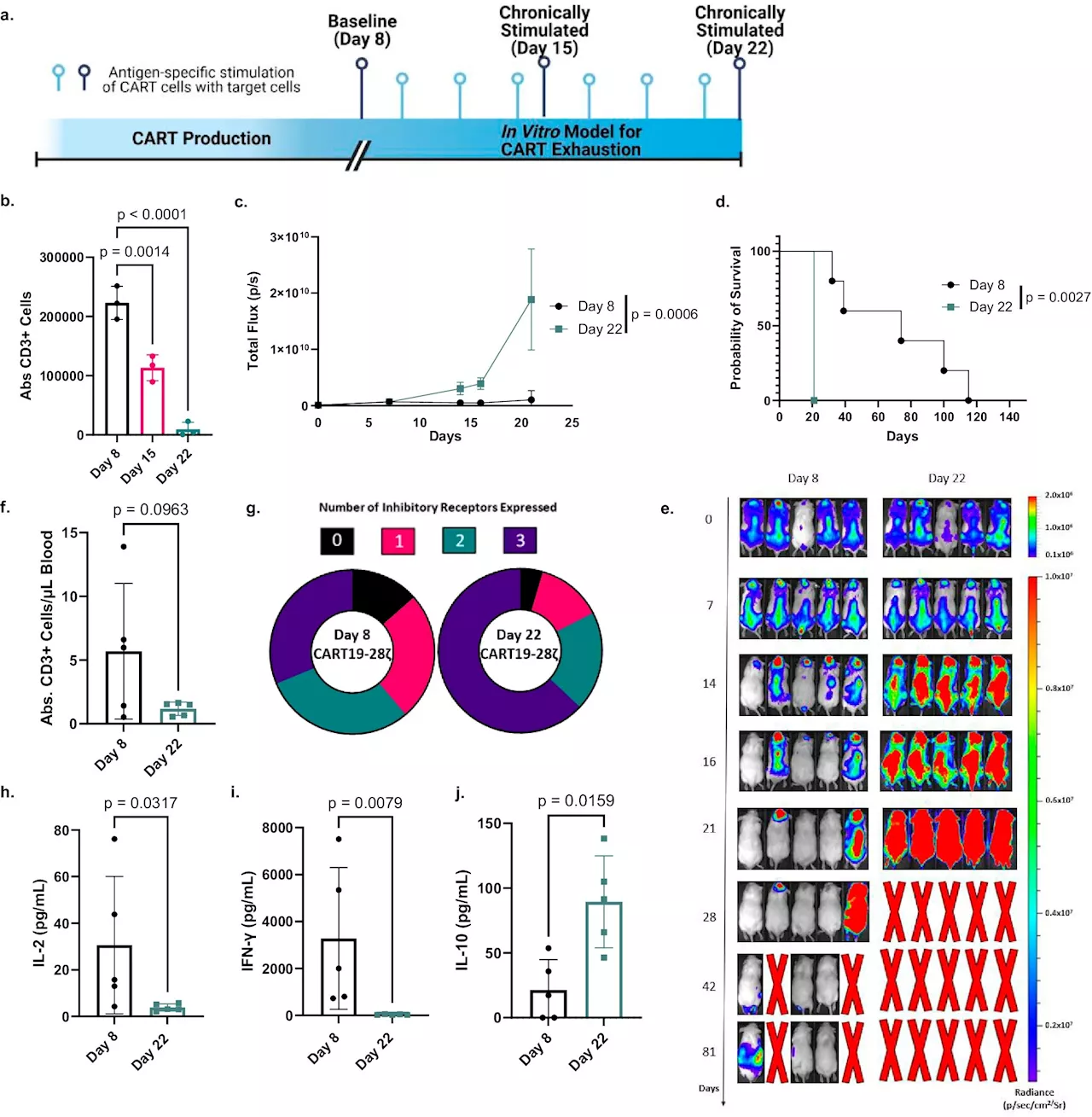 Using molecular scissors to improve CAR-T cell therapy