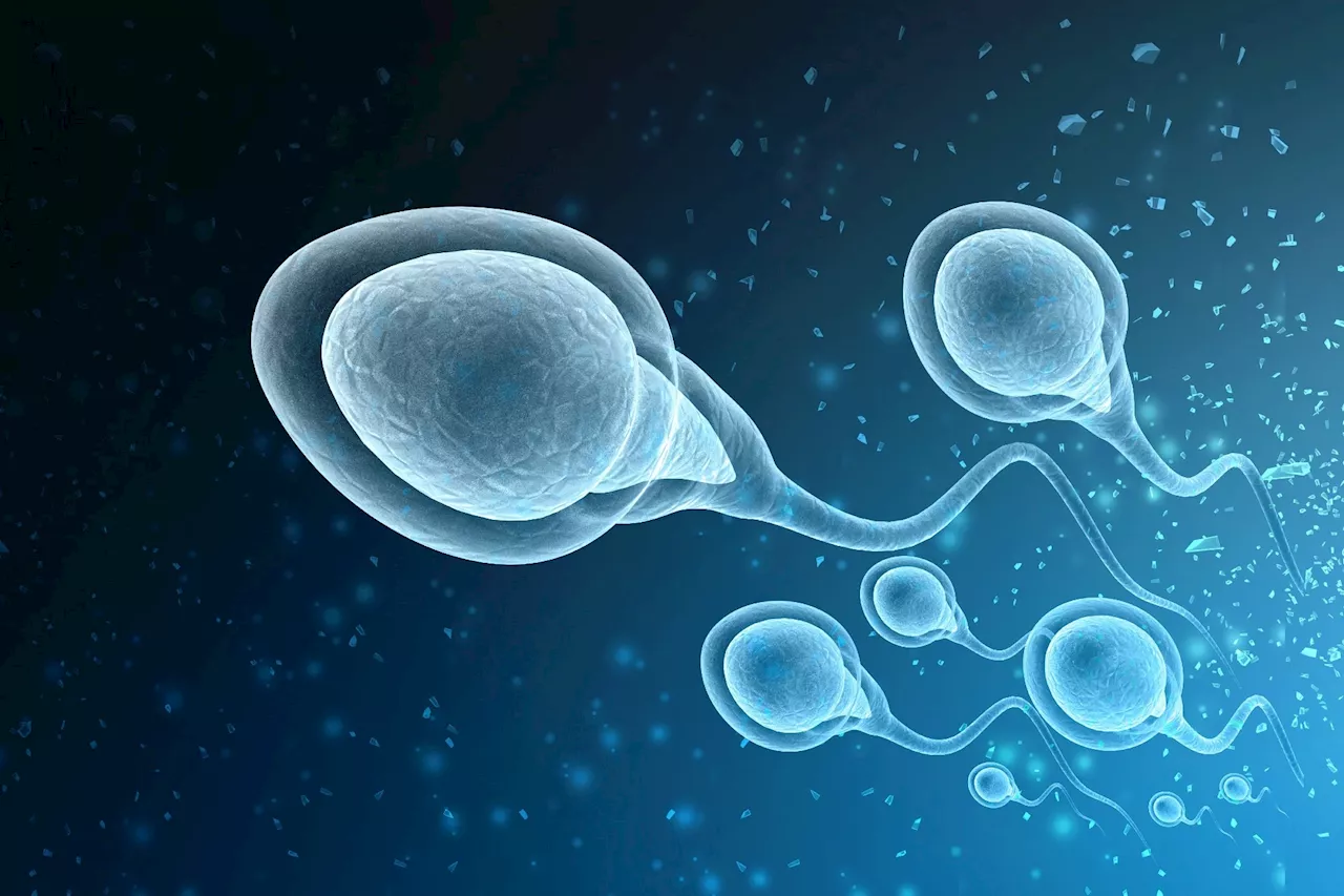 COVID-19 reduces male fertility by affecting semen quality and hormone levels