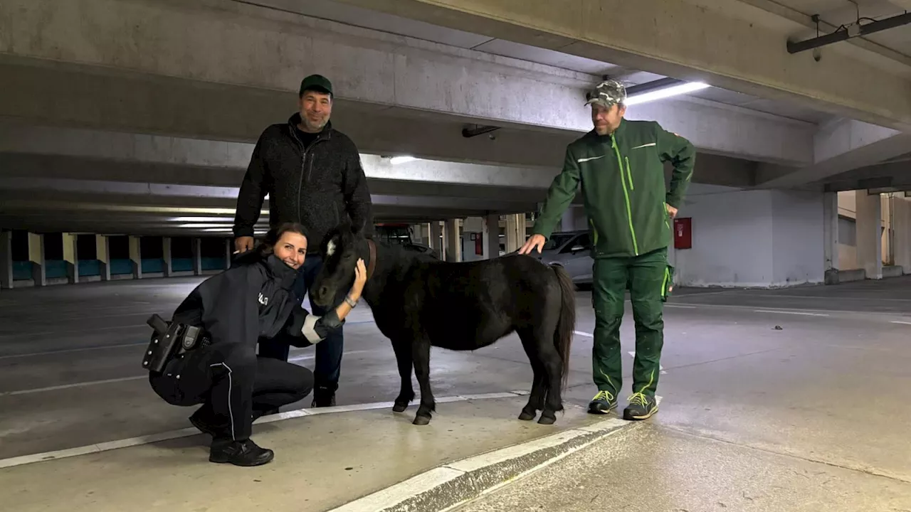 Pferd büxte in Guntramsdorf aus und spazierte nach Baden