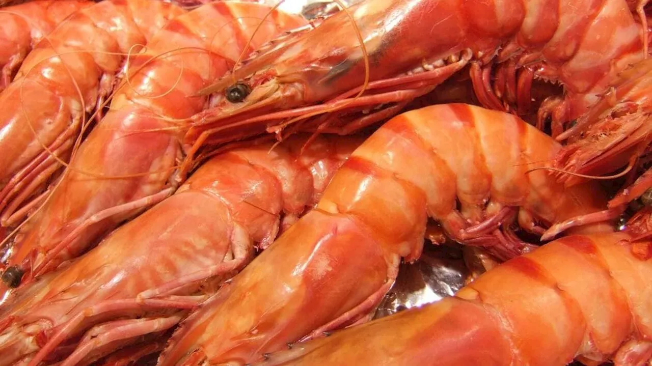 Bactérie « mangeuse de chair » : Auchan et Intermarché rappellent des gambas et des crevettes