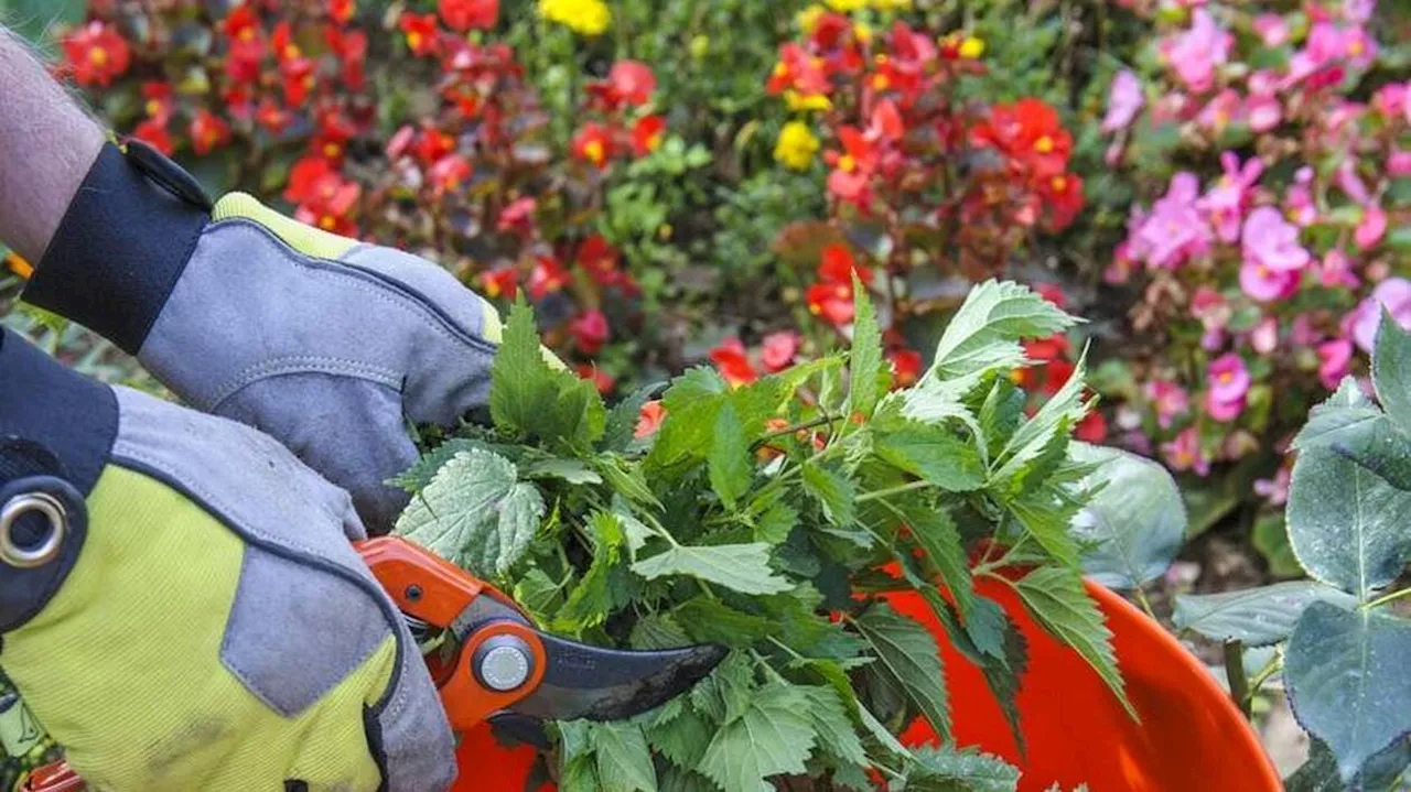 Fabriquer des soins naturels avec les purins de plantes : une concoction en quatre étapes