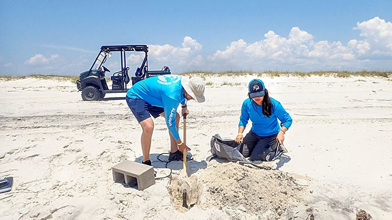 Decoy carcasses reveal how often stranded dolphins are found