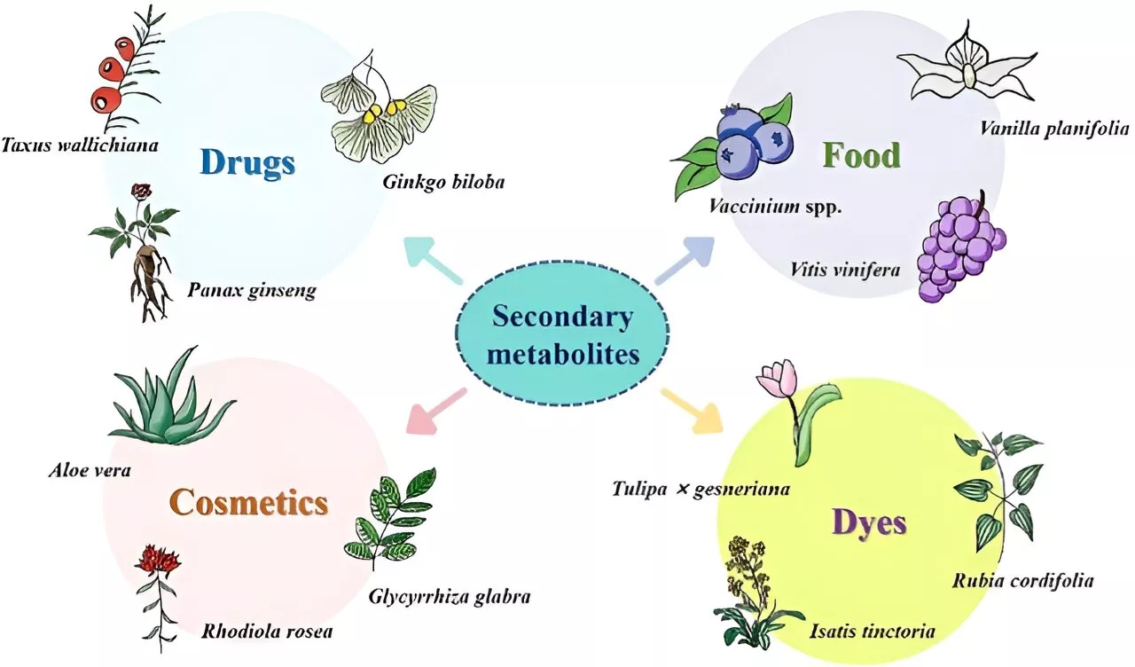 Exploring how alternative splicing influences plant secondary metabolism