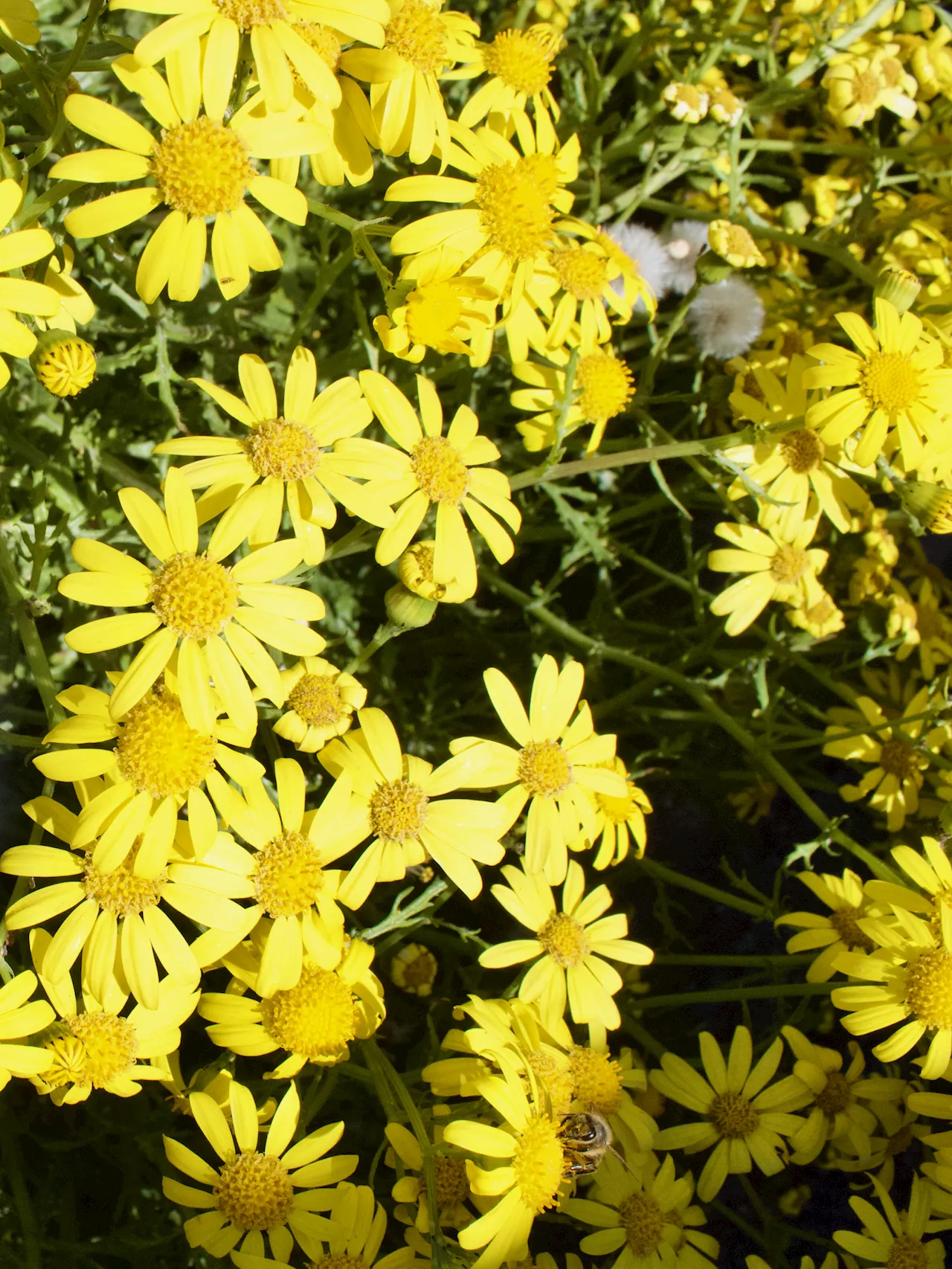 From Mount Etna to the UK: Genetics unveil the Oxford ragwort unique journey and resilience