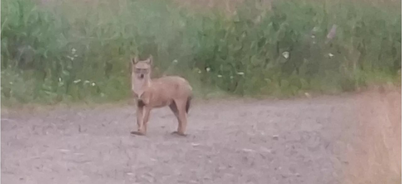 New findings on the extent of golden jackal expansion