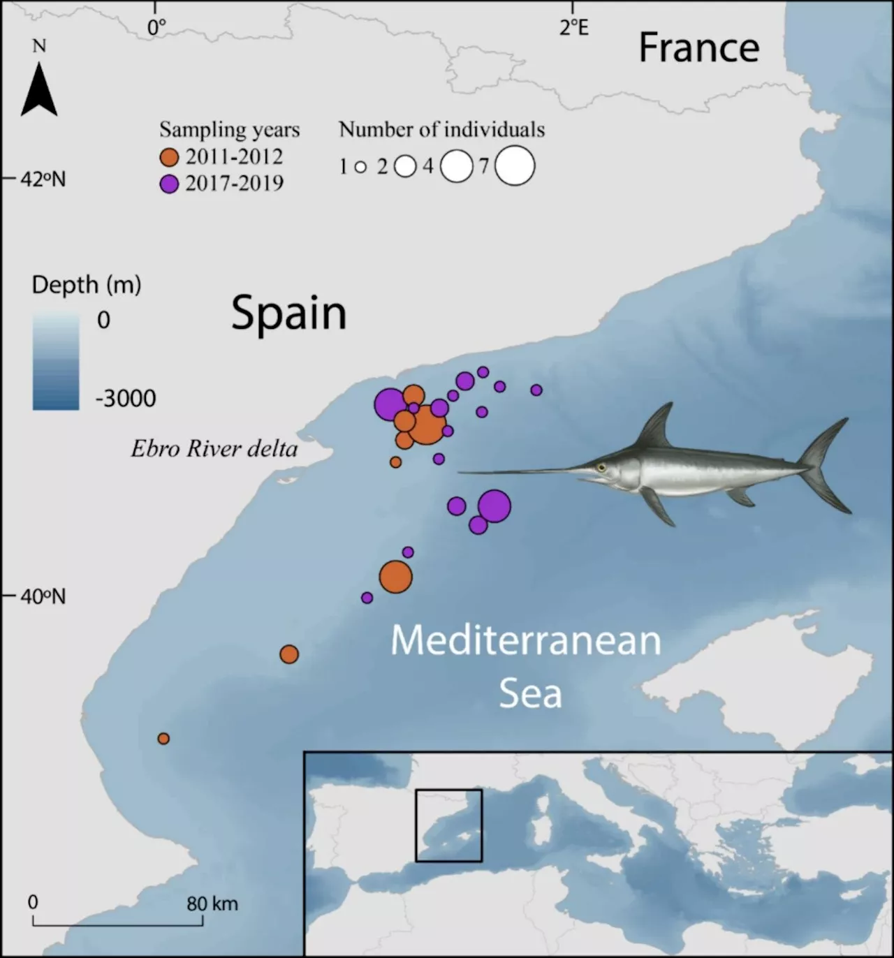 Researchers reveal presence of microplastics in large pelagic fish in the Mediterranean