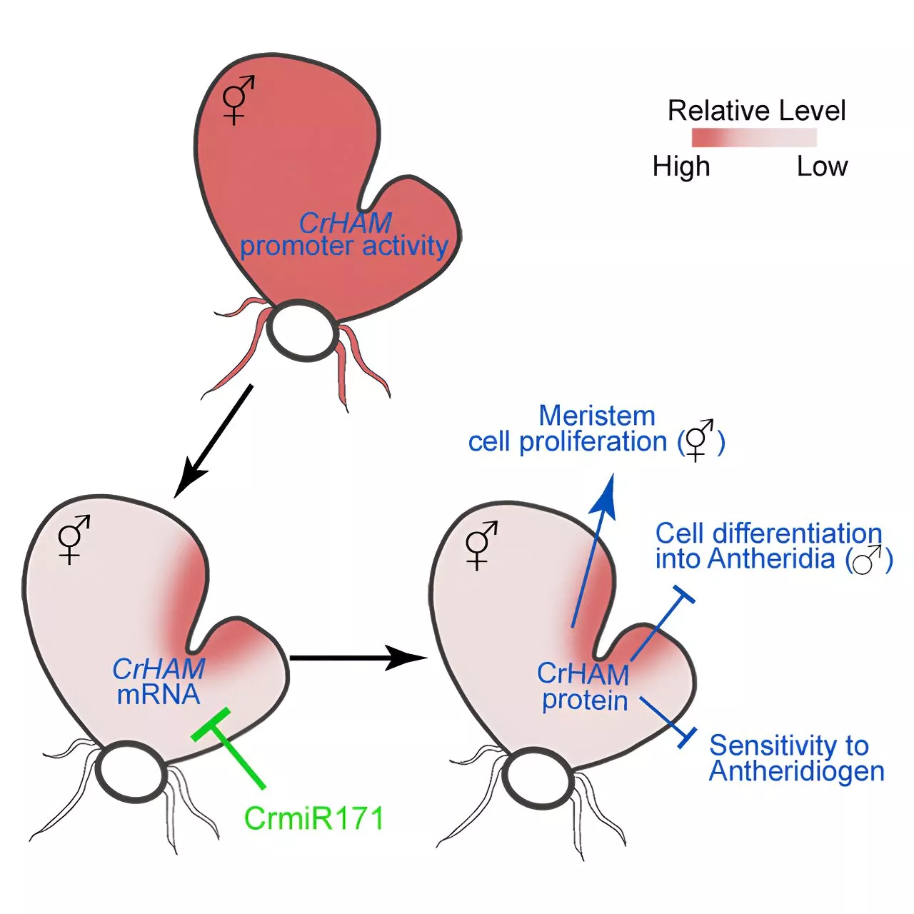 Team unravels regulatory mechanism that prevents stem cell differentiation in vascular plants