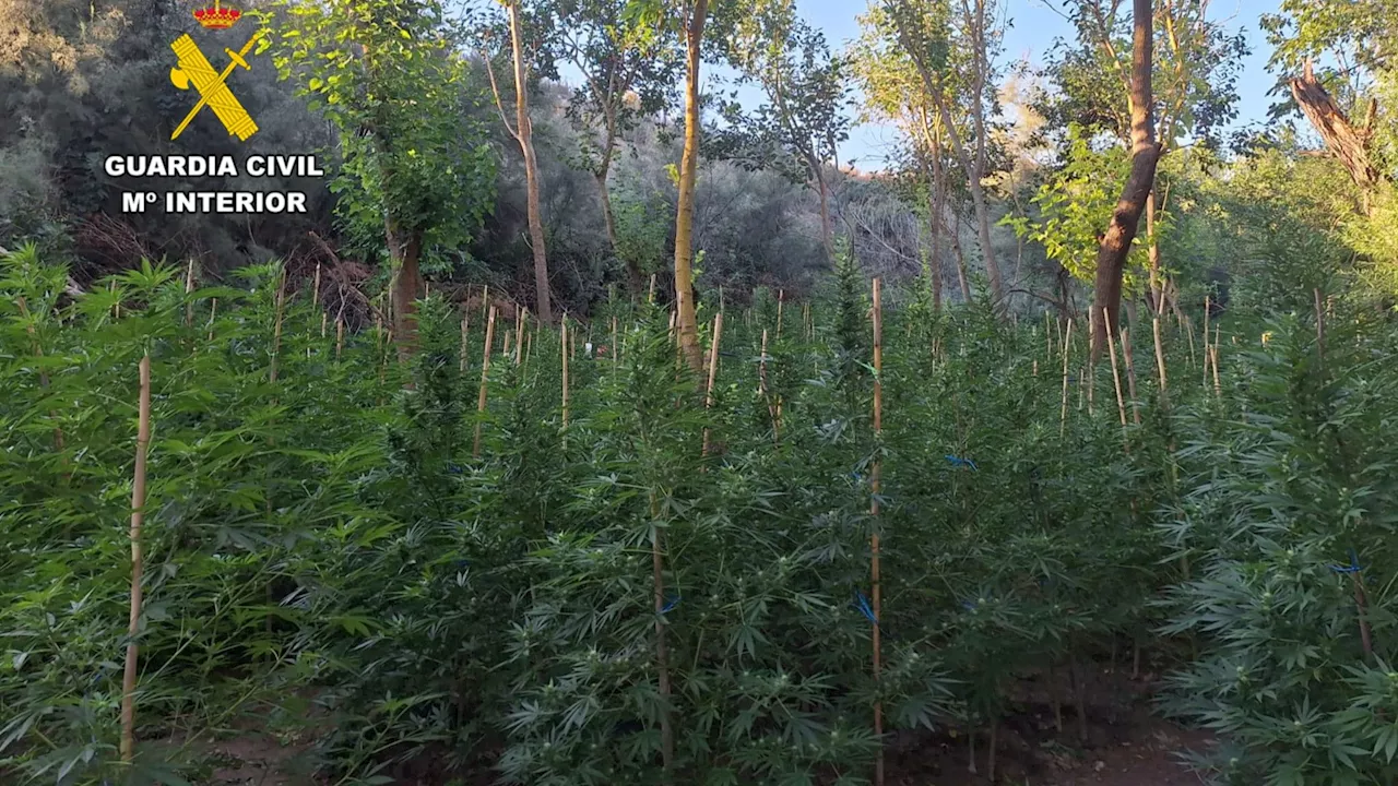 La Guardia Civil desmantela una plantación de 2.200 plantas de marihuana en Escatrón, Zaragoza