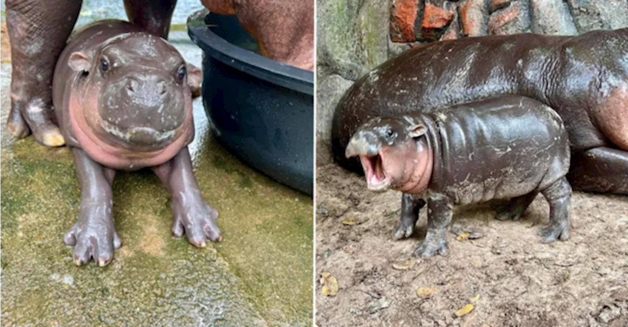 A Meme Queen — Baby Hippo In Thailand Zoo Goes Viral For Her Playful & Cute Antics