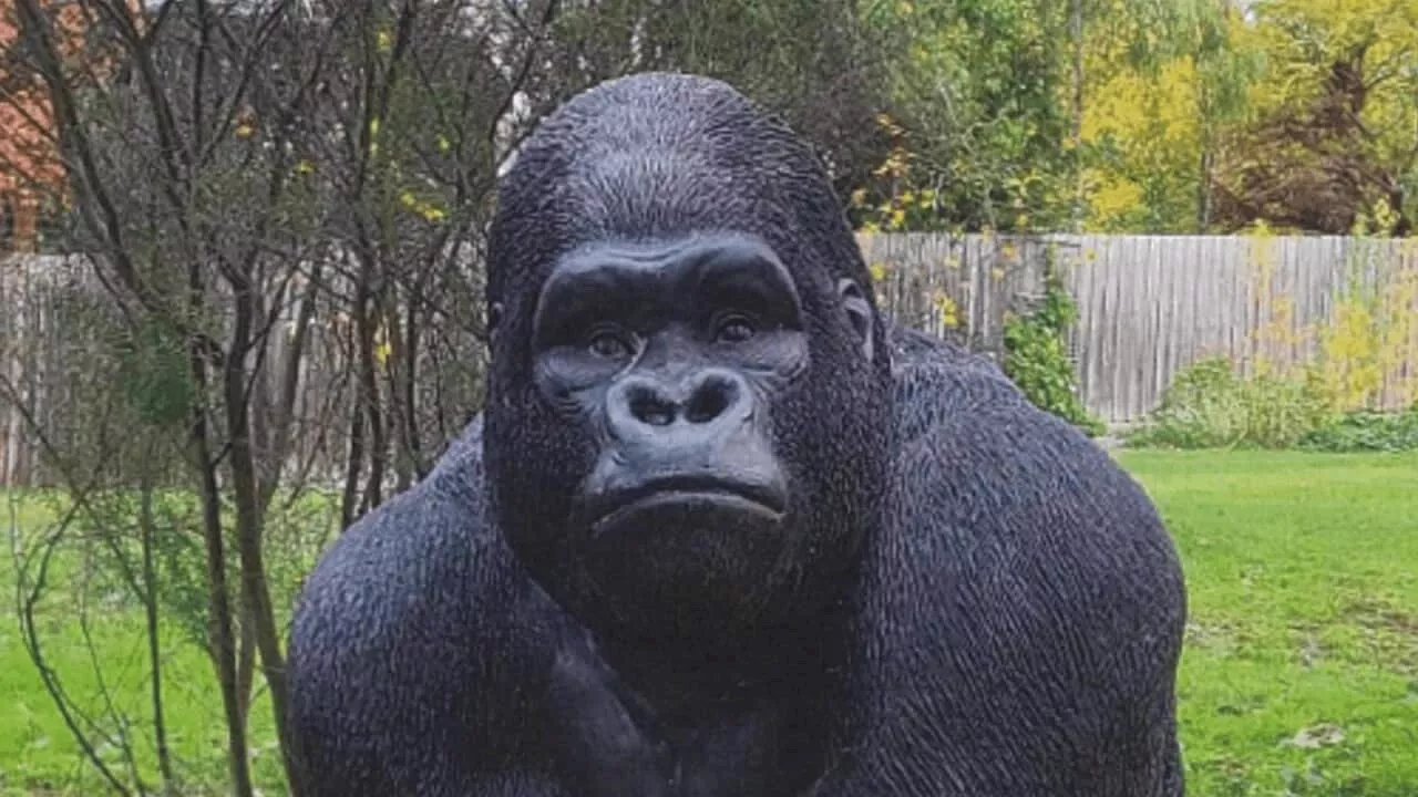 'Really stupid decision': Fate of Australia's retirement village gorilla statue thief revealed