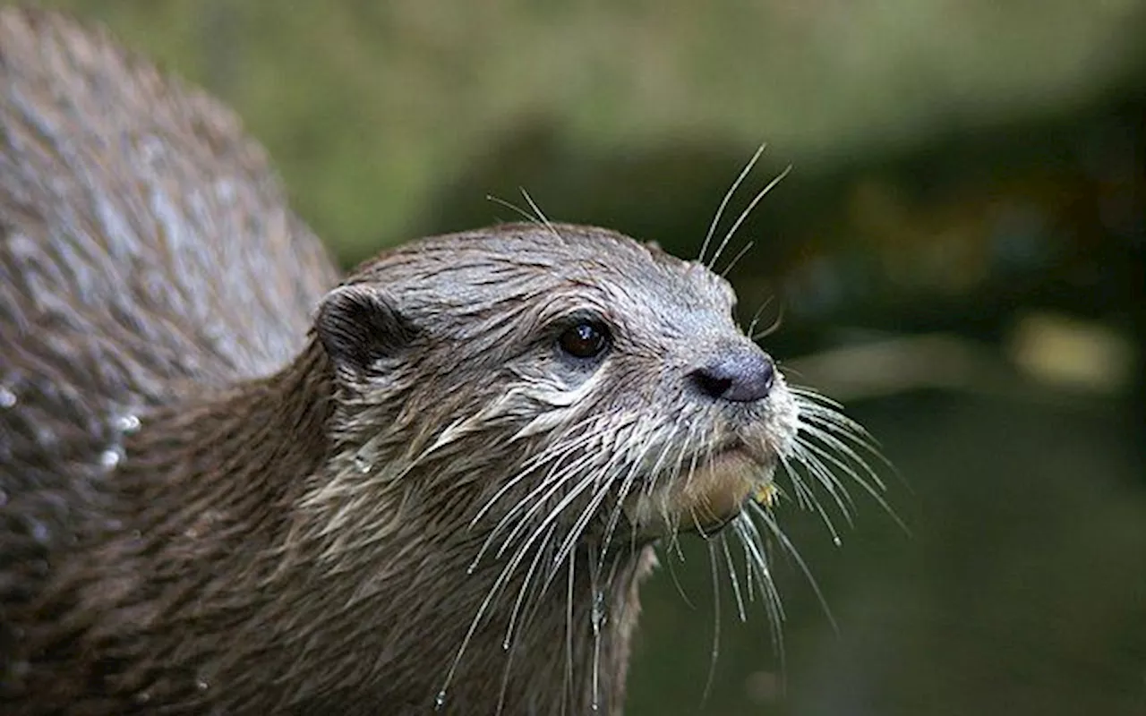 Otter attack forces temporary closure of Tanjung Aru’s Perdana Park