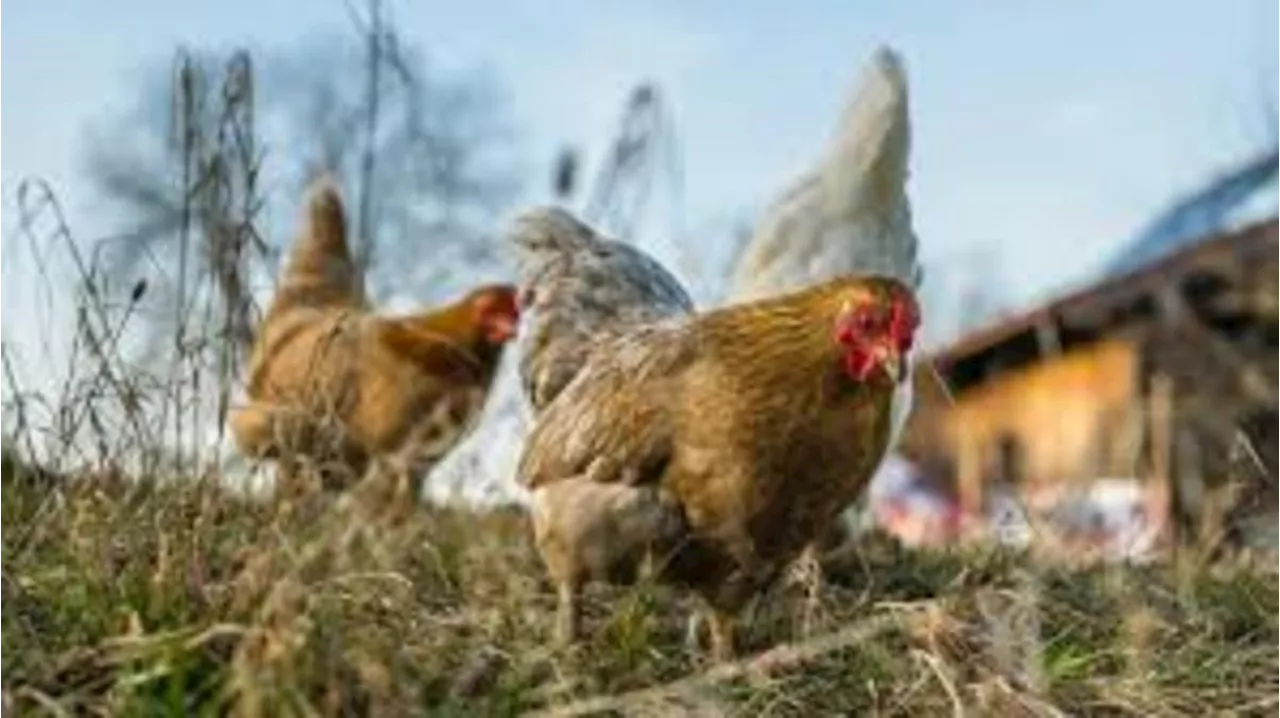 Béarn : 200 poules à adopter (et sauver de l’abattoir) samedi 14 septembre à Géronce