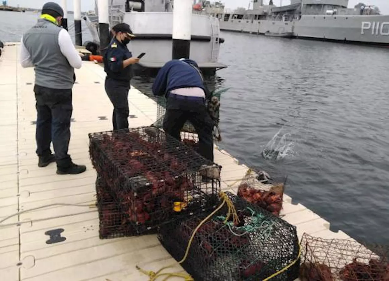 Sanciona Estados Unidos a México por pesca ilegal; restringen acceso a puertos