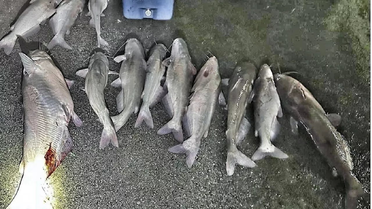 Tennessee game wardens file charges in illegal catfishing case