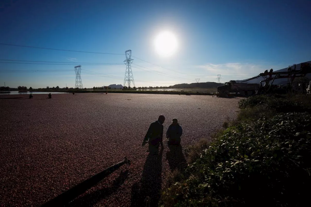 B.C. to ensure fruit growers impacted by co-op closure are paid for past harvests