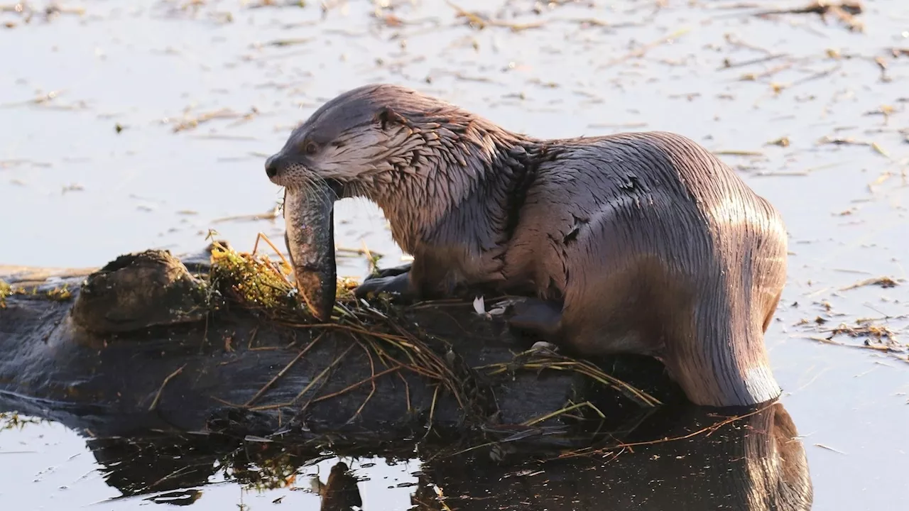 River otter attacks mother, child while walking on marina dock in Washington state: officials