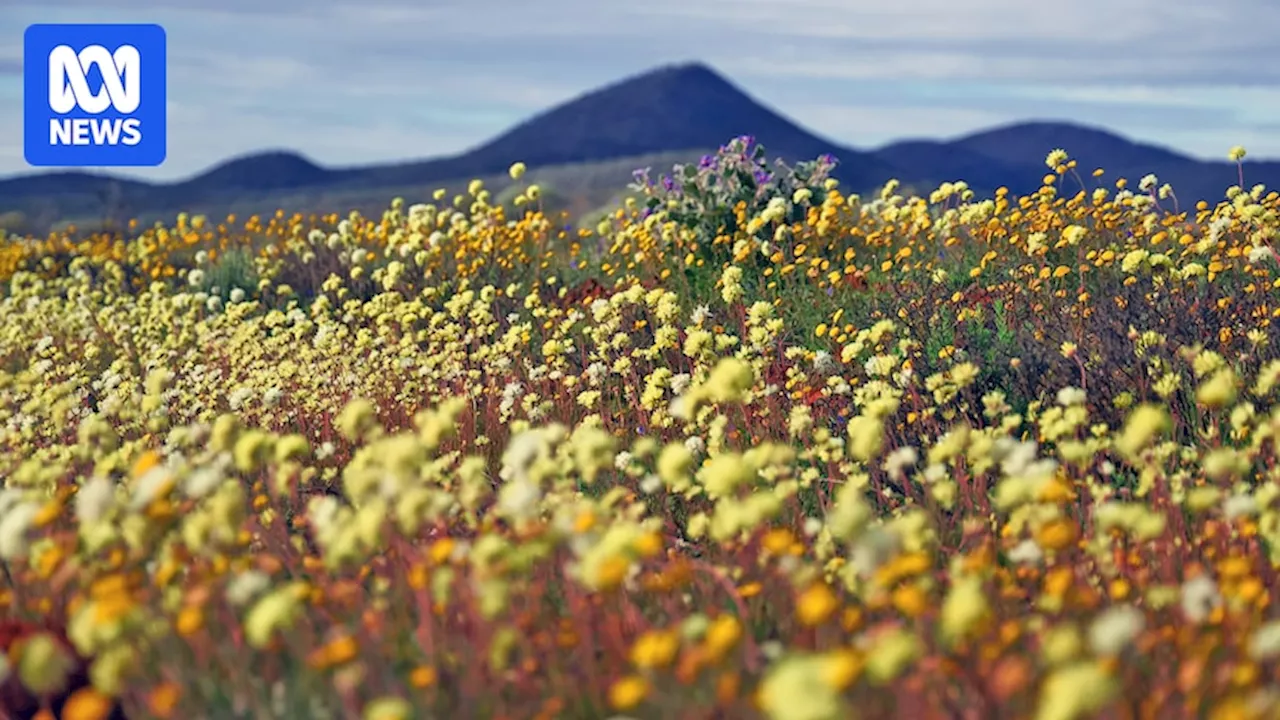 Wildflower season in full bloom after record rain in WA's Midwest