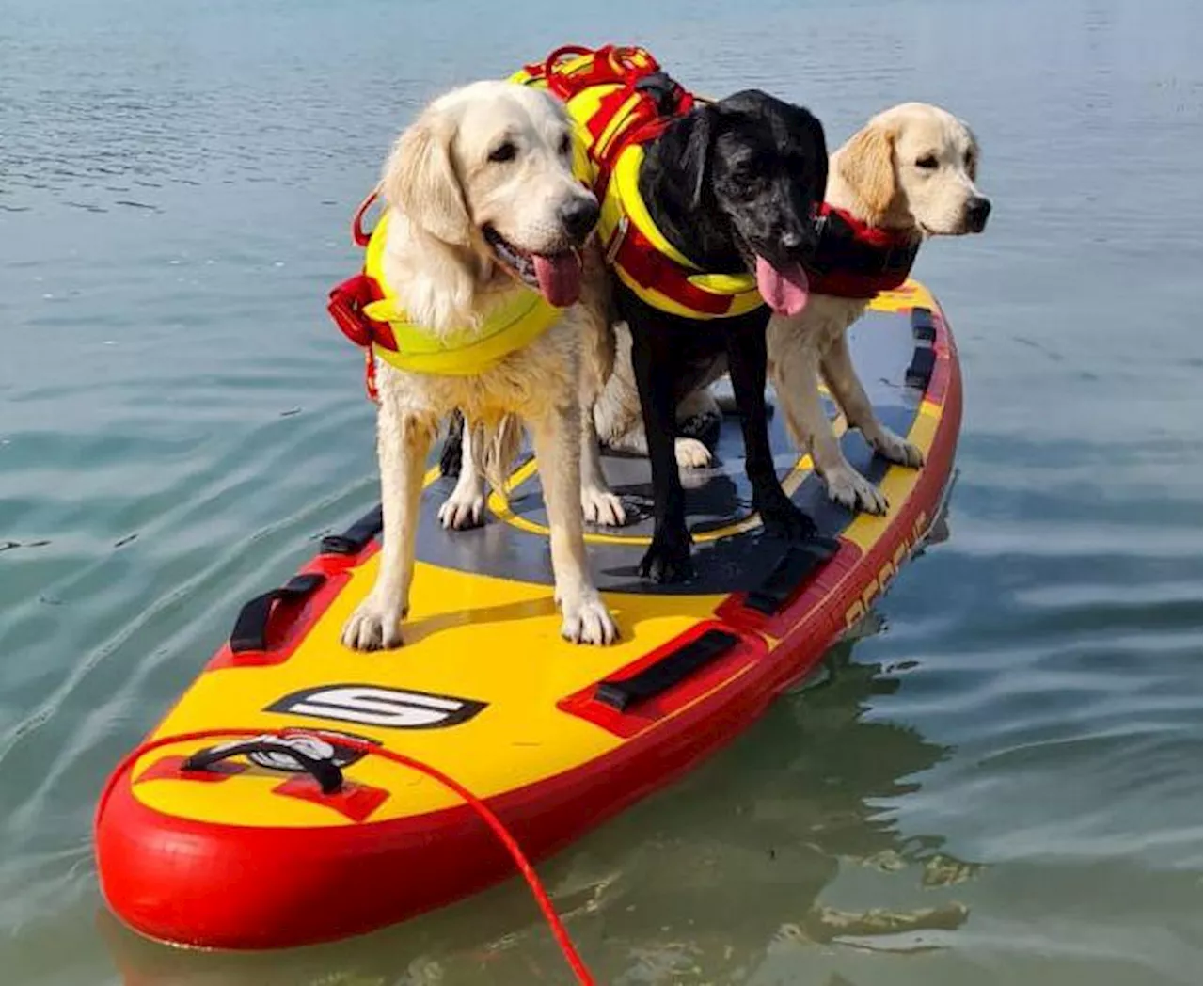 Sics, cani salvataggio sempre pronti per salvare vite ma l'impegno non si ferma in inverno