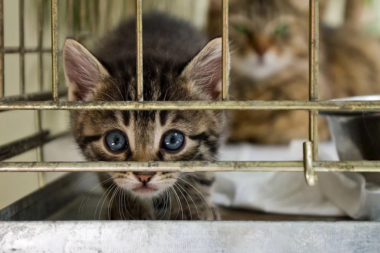 The solution to New York City’s animal shelter crisis