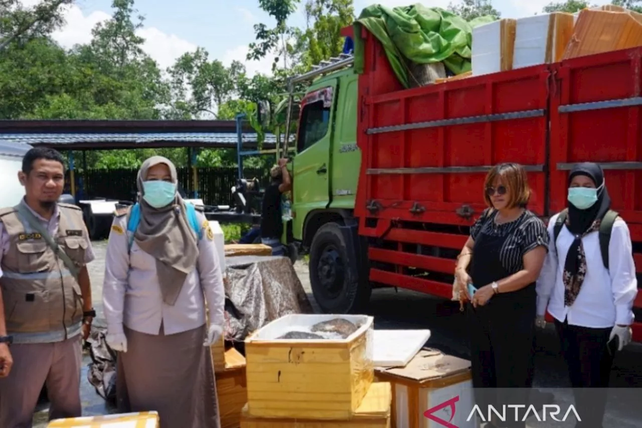 578 Kg Daging Babi Ilegal Dimusnahkan di Kalimantan Timur