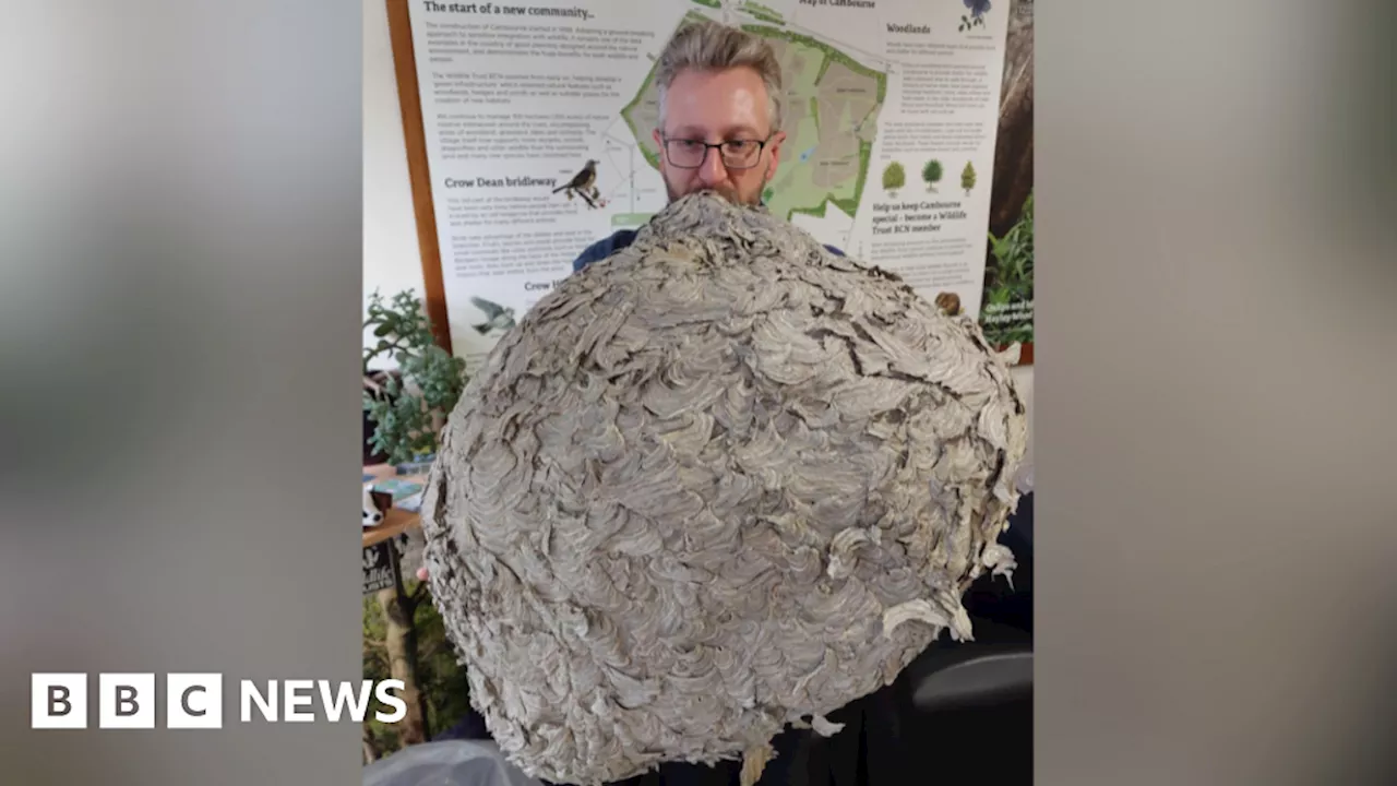 Giant wasp nest found in home to be used as 'educational' tool