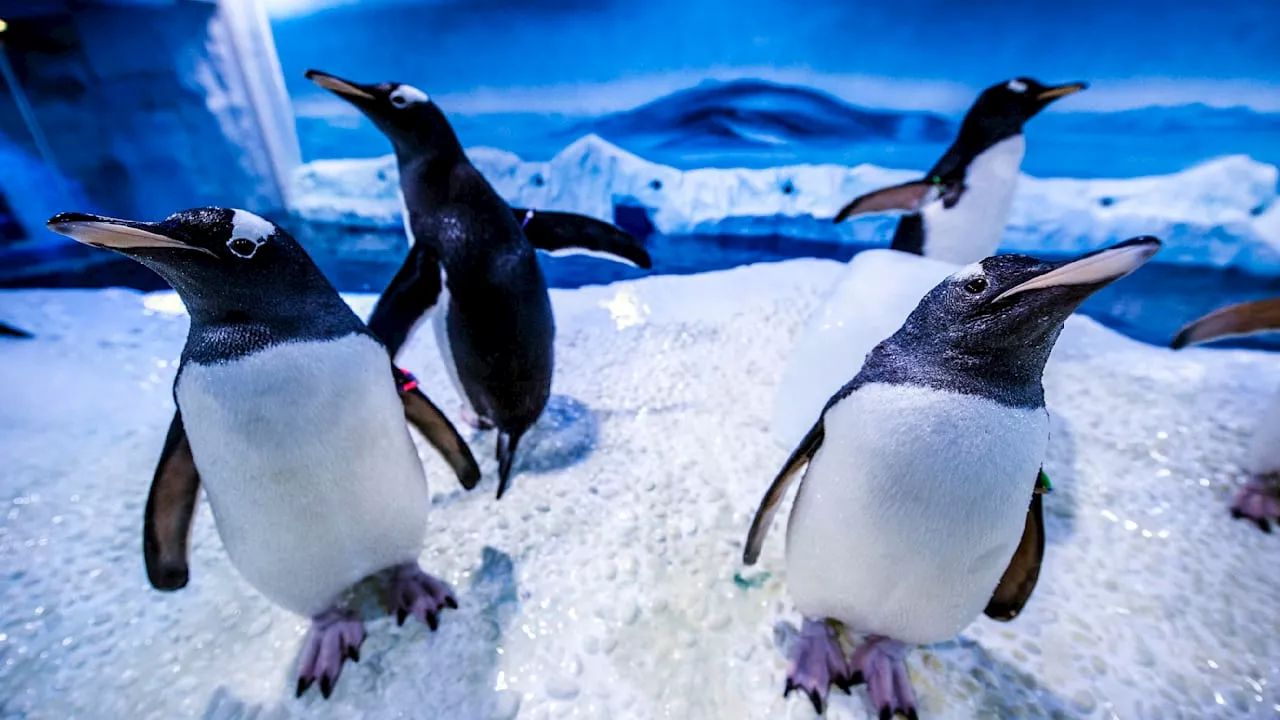 London Sea Life: Aquarium hält Pinguine in Keller ohne Fenster