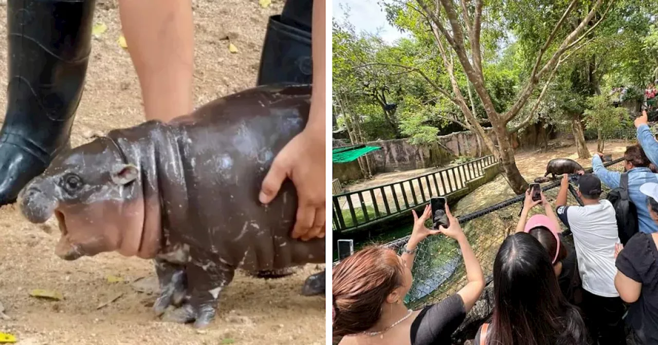 Moo Deng, Viral 2-Month-Old Baby Hippo, Disrupted By “Cruel” Behavior From Zoo Visitors