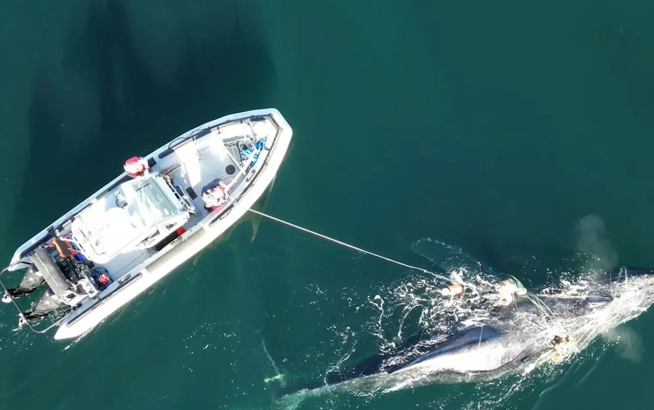 Four-day rescue operation freed a humpback whale off northern B.C.: DFO