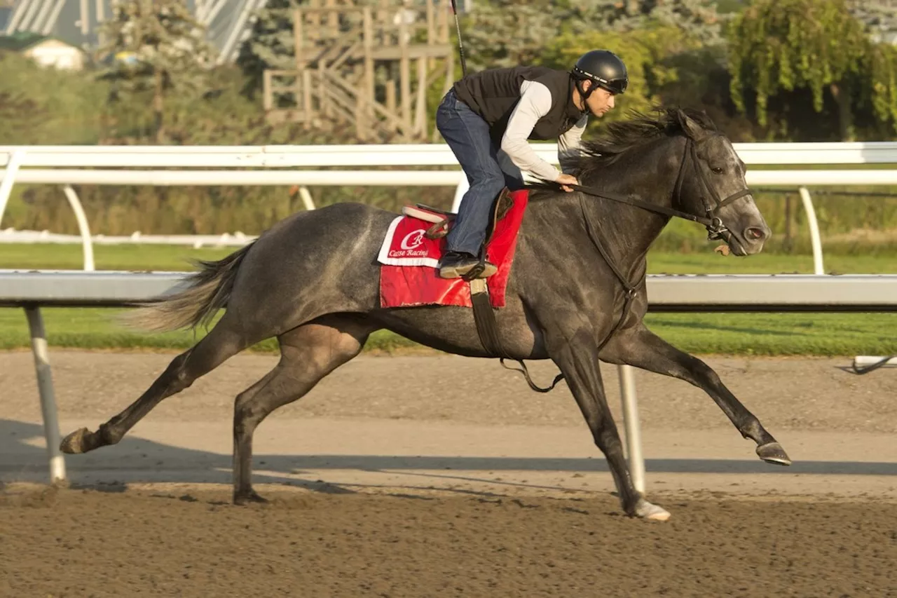 My Boy Prince to race against older horses in $1-million Woodbine Mile