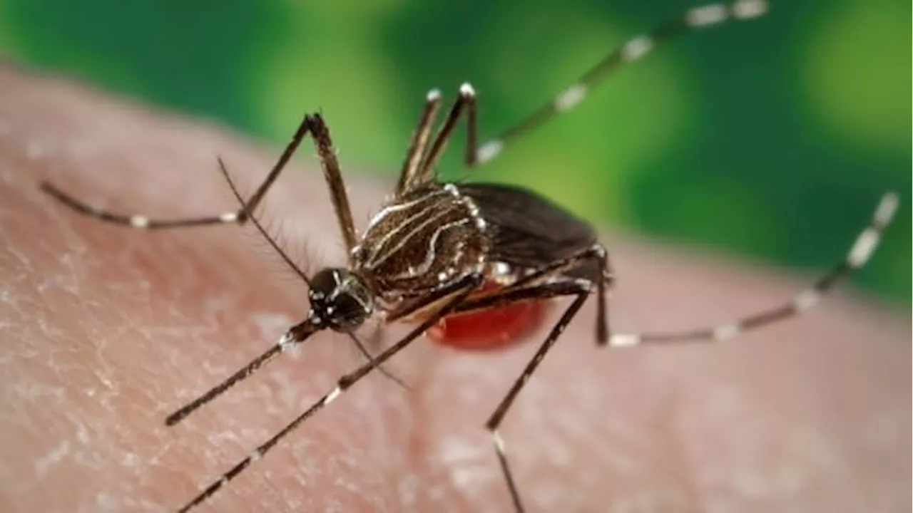 Peel reports 1st human West Nile Virus this year