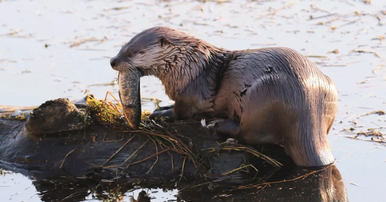 River otter drags child underwater, attacks family at marina in Washington state