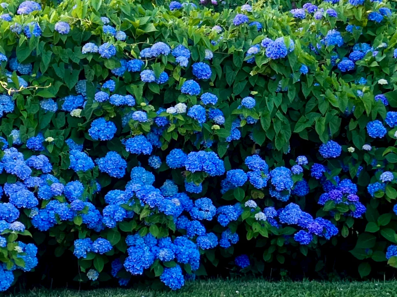 The best way to care for your beloved hydrangeas in Northeast Ohio