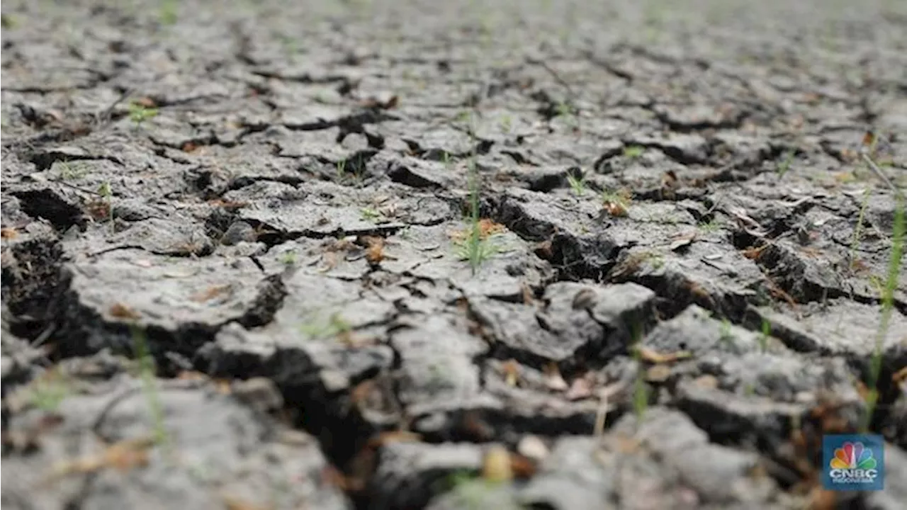 La Nina Masih Potensi, BMKG Beri Peringatan Siaga I Petaka Kekeringan