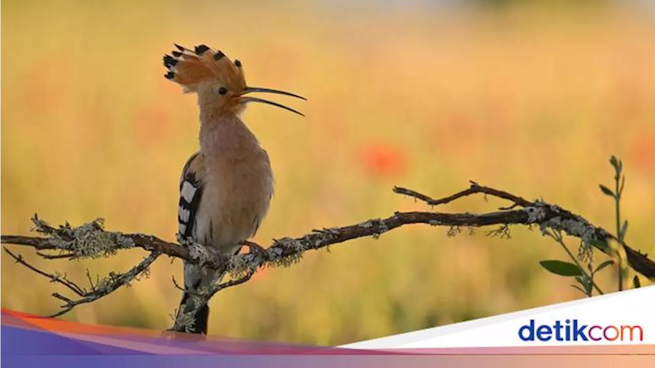 Kisah Burung Hudhud dan Nabi Sulaiman yang Diabadikan dalam Al-Qur'an